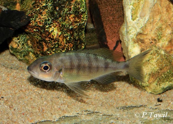 Ophthalmotilapia nasuta 'Mboko Island'
